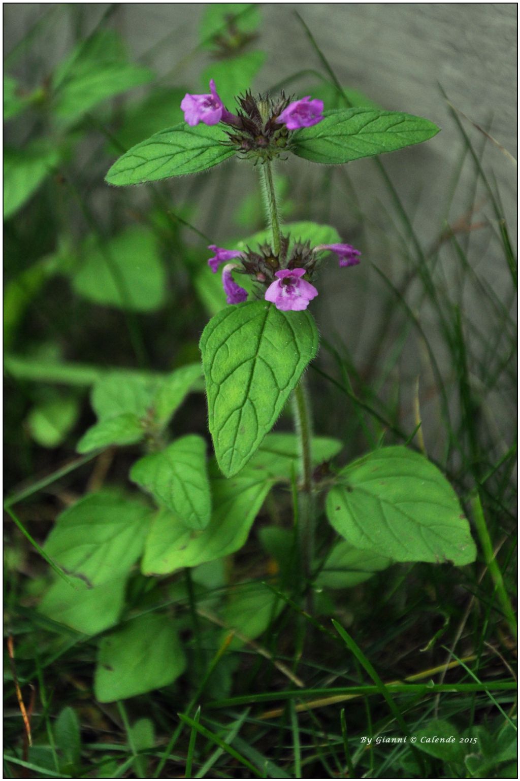 Clinopodium vulgare (Lamiaceae)